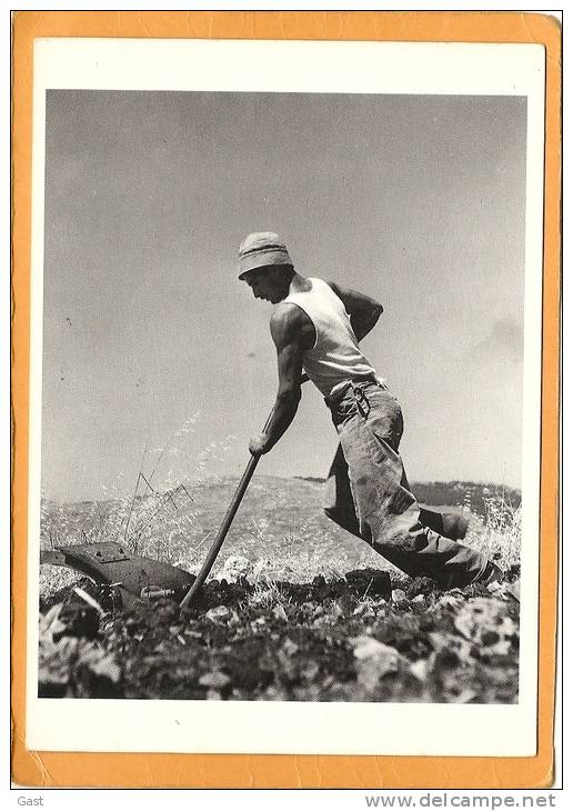 ISRAEL   PAR  ROBERT  CAPA  CLEARING THE  LAND ISRAEL  1950 - Israel