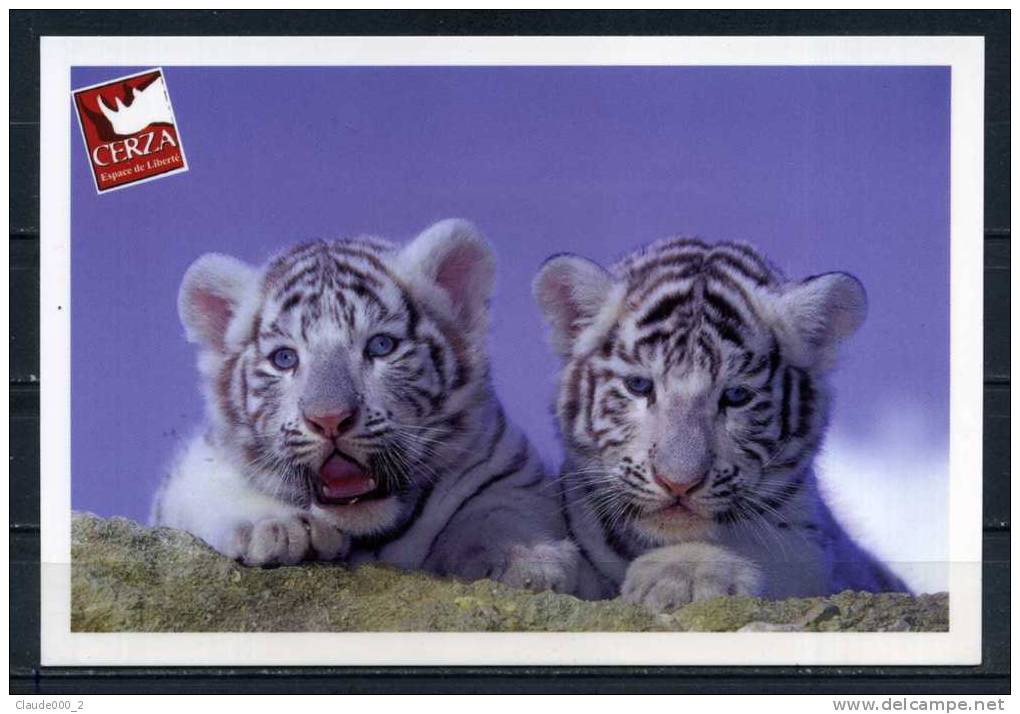 TIGRES BLANCS Bébés . Hermival Les Vaux . Voir Recto Verso       (J404) - Tigers