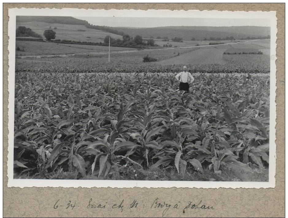 CARTE PHOTO AGRICULTURE Essai Chez M Bovy A Dohan - Autres & Non Classés