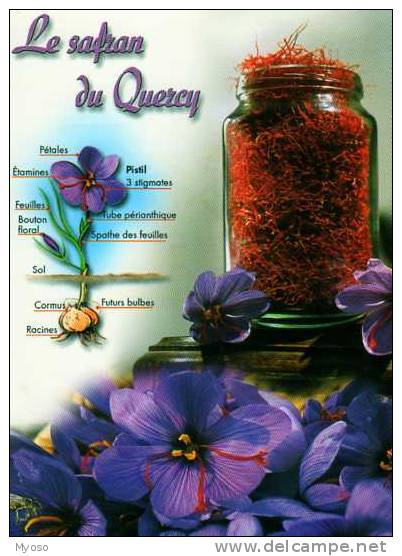 Le Safran Du QUERCY , Fleurs De Crocus - Other