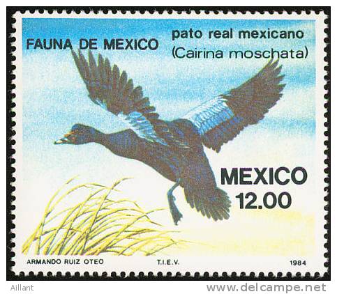 Mexique. Mexico. 1984.  Canard Musqué ( Cairina Moschata ) ** - Entenvögel