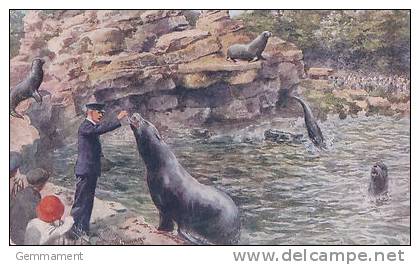 SEA LIONS FEEDING AT ZOOLOGICAL GARDENS - Other & Unclassified