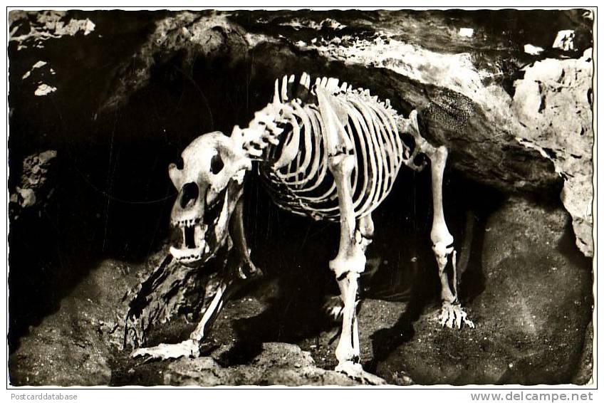 Teufelshöhle, Fränkische Schweiz - Höhlenbär - & Skeleton - Bayreuth