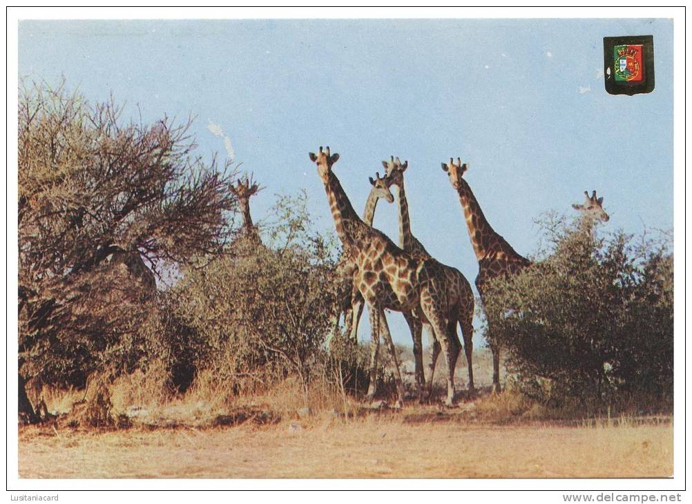 GIRAFFES - MUPA - Girafa Carte Postale - Girafes