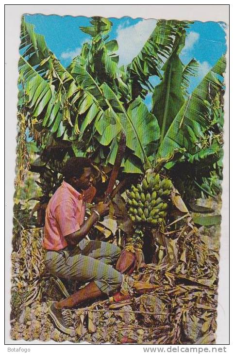 CPM BAHAMA ISLANDS, THE FRUIT OF THE TROPIC:BANANAS BEING CUT FOR THE MARKET En 1966 - Bahamas