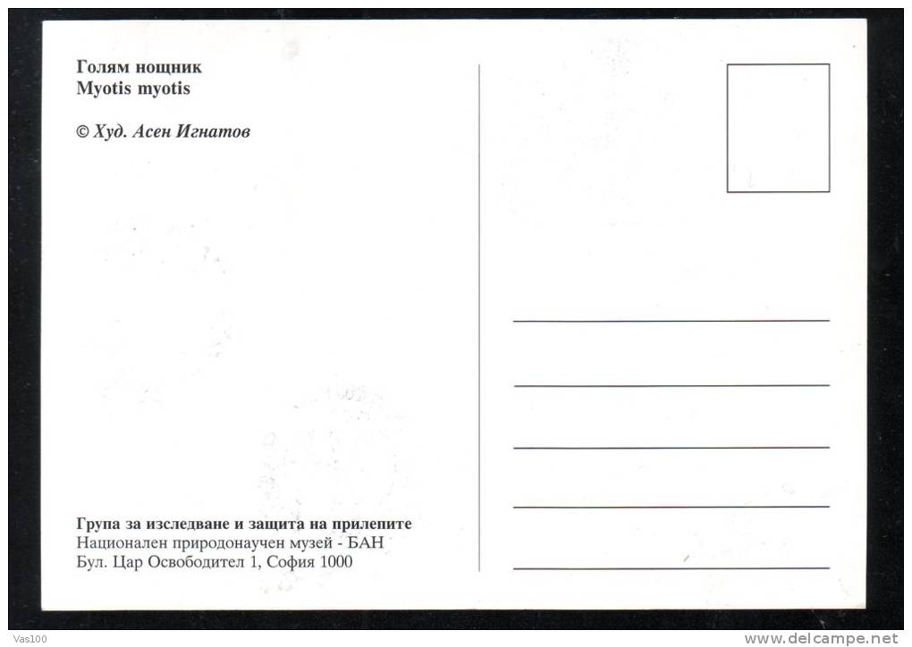 BAT, 1989, CM. MAXI CARD, CARTES MAXIMUM, BULGARIA - Chauve-souris