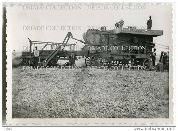 FOTOGRAFIA ORIGINALE ORDONA FOGGIA TREBBIATURA ANNO 1937 MESTIERI - Lieux