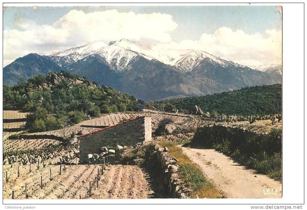 CP, Roussillon, Le Massif Du Canigou 2785m, Au Printemps, Voyagée - Languedoc-Roussillon