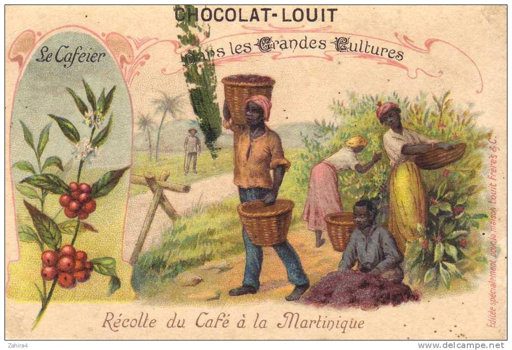 Dans Les Grandes Cultures - Le Caféier - Martinique - Récolte Du Café - Louit