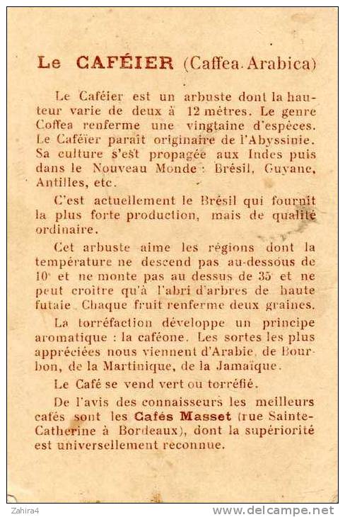 Dans Les Grandes Cultures - Le Caféier - Martinique - Récolte Du Café - Louit