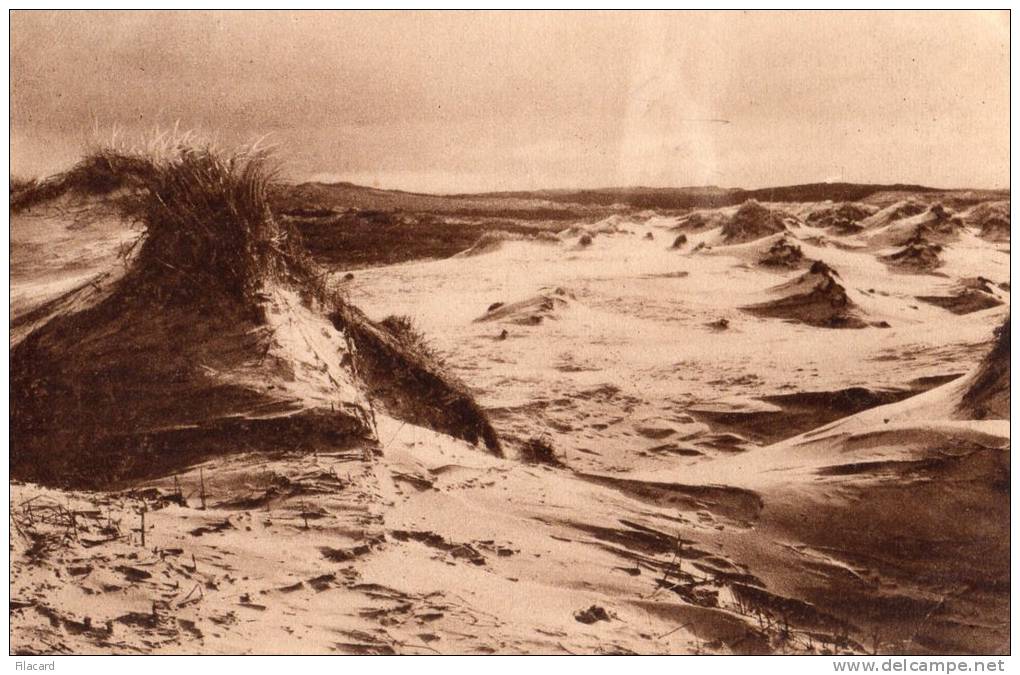 27807    Paesi  Bassi,  De  Wildernis  In De  Duinen  Tusschen  Bergen  En  Schoorl,  VG  1952 - Schoorl