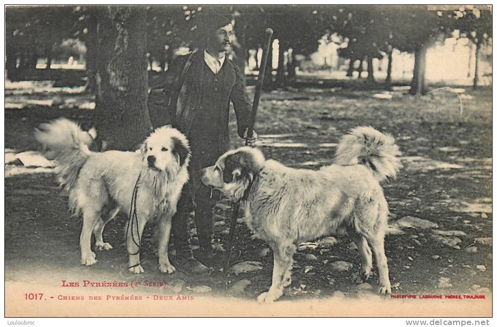 CHIENS DES PYRENEES DEUX AMIS AVEC LEUR MAITRE - Chiens