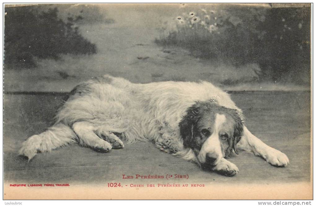 CHIEN DES PYRENEES AU REPOS - Dogs