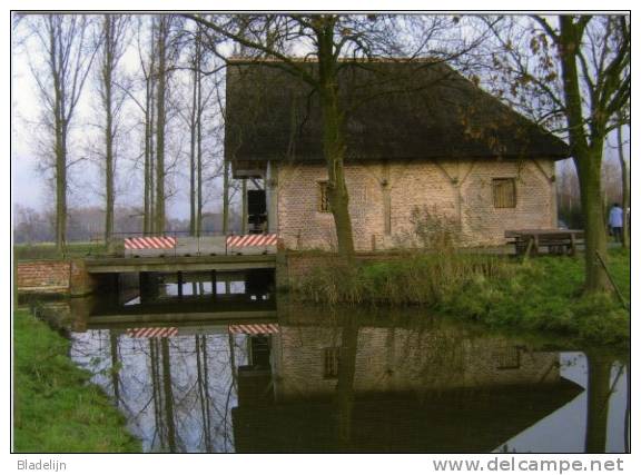 HOOGSTRATEN (Antw.) - Molen/moulin - Fraaie Prentkaart Van De Laerenmolen In 2005, Kort Na De Restauratie. - Hoogstraten