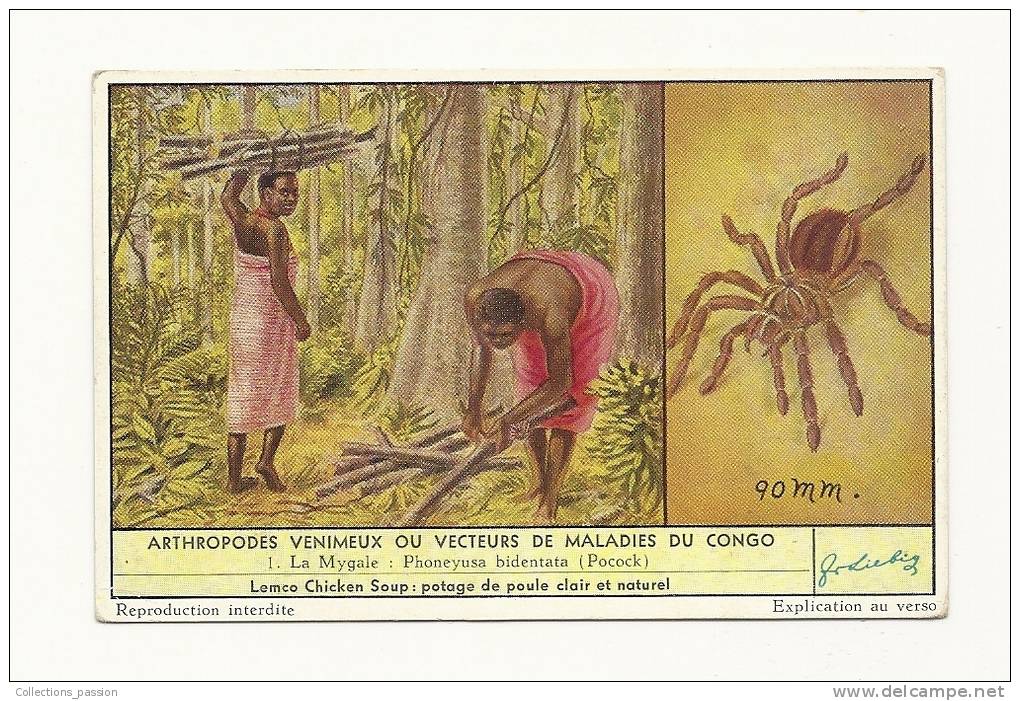 Chromos, Compagnie Liebig - Arthropodes Venimaeux Ou Vecteurs De Maladies Du Congo - Liebig