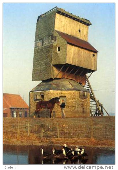 BIKSCHOTE (W.Vl.) - Molen/moulin - Historische Opname V.d. Blauwe Molen: De Molenaar, Z´n Paard, Eenden Op Het Ijs E.d. - Langemark-Poelkapelle