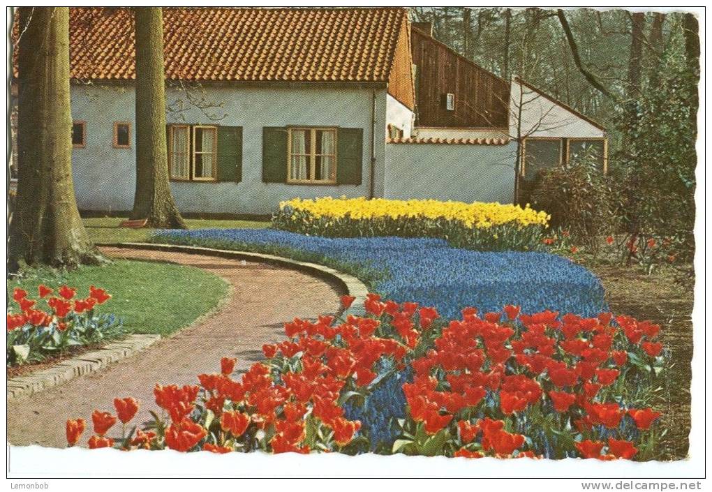 Holland, Netherlands, Keukenhof, Lisse-Holland, 1960 Used Postcard [P8938] - Lisse