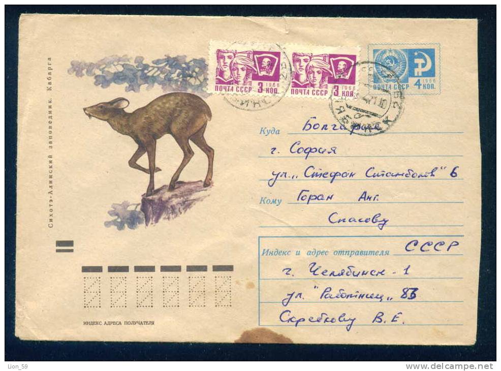 PS8954 / ANIMALS Sikhote-Alin Nature  Musk Deer  1970 Stationery Entier Russia Russie - Gibier