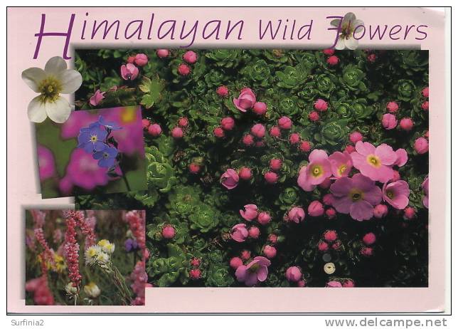 NEPAL - HIMALAYAN WILD FLOWERS - Népal