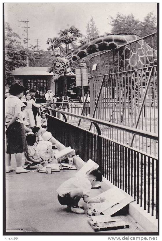 Giraffe - Children Drawing Giraffe, Osaka Municipal Tennoji Zoo, Japan, Vintage Postcard - Giraffes