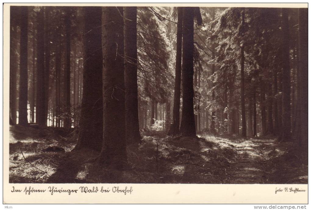 Unknow Wald - Oberhof