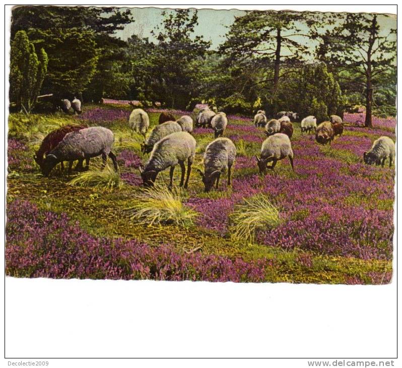 B67257 Germany Lüneburg Heide Sheeps Moutons Not Used Perfect Shape Back Scan At Request - Lüneburger Heide