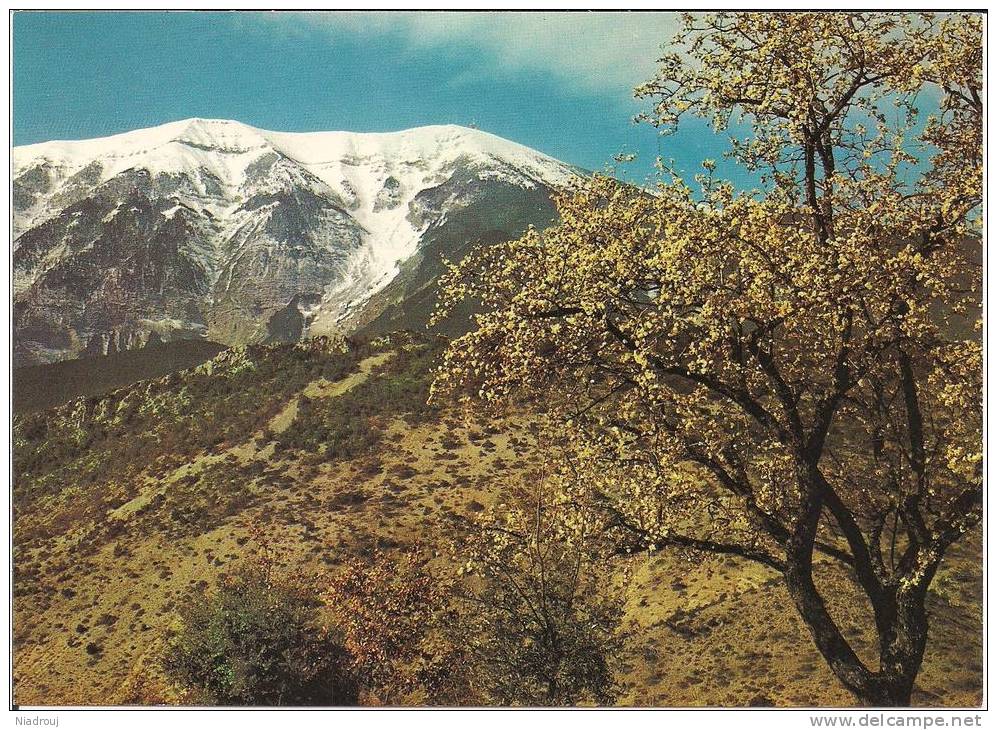 84 - Amandiers En Fleurs Au Pied Du Mont Ventoux Sous La Neige. Cpm - Altri & Non Classificati