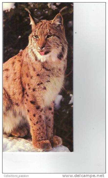Image , Fiche Illustrée , 19 X 9 Cm ,  Merveilles Du Monde , NESTLE , Le Lynx  , Frais : France=1.55€ - Animales