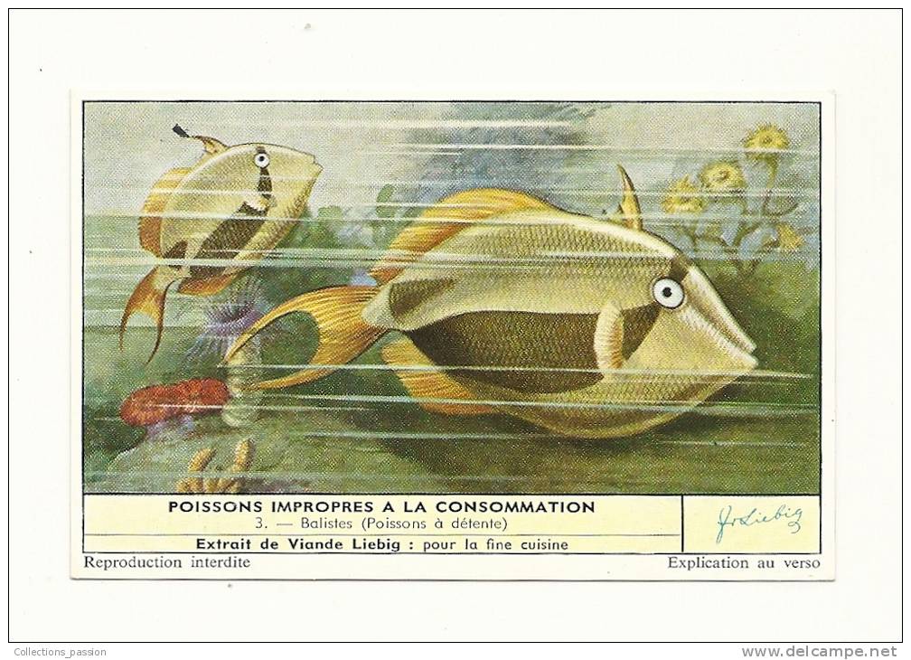 Chromos - "Liebig" - Poissons Imporpres à La Consommation - 3 - Balistes (Poissons à Détente) - Liebig