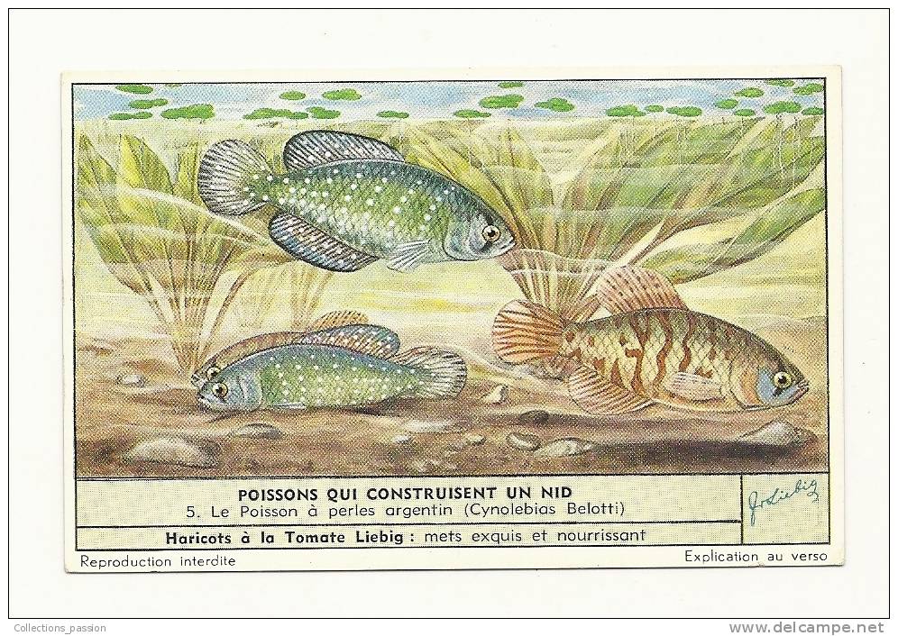 Chromos - "Liebig" - Poissons Qui Construisent Un Nid - 5 -Le Poisson à Perles Argentin ( Cynolebias Belotti) - Liebig