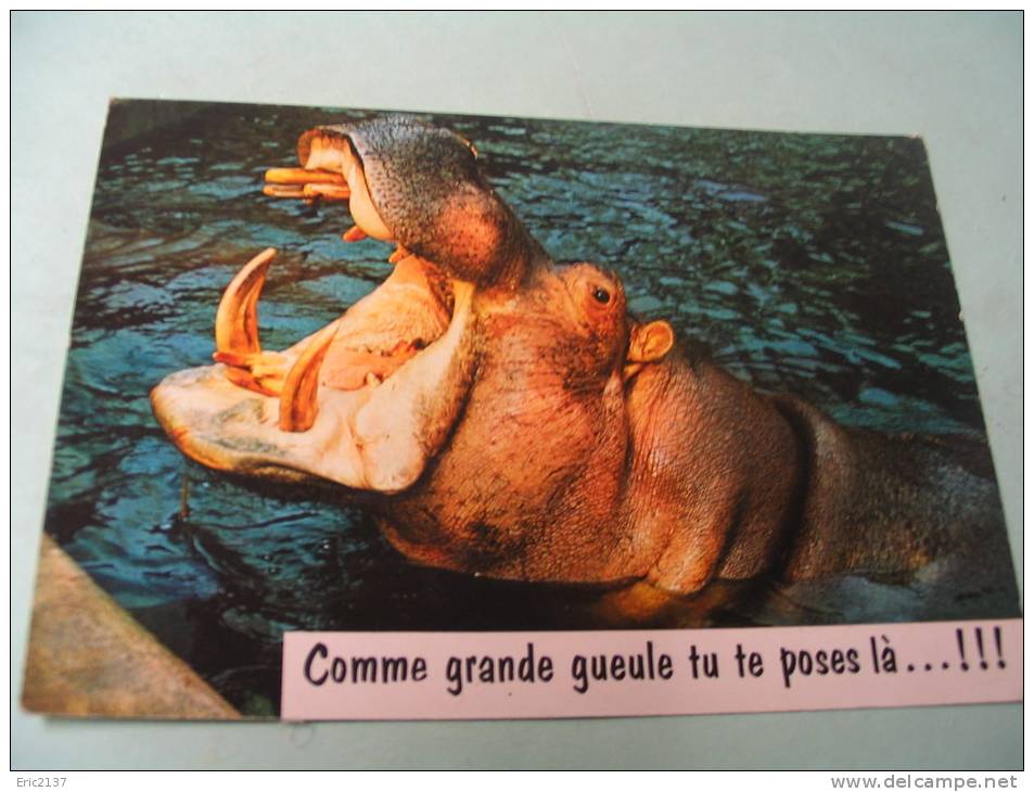 COMME GRANDE GUEULE....FLAMME CLERES (76) 7-6-1972 - Hippopotames
