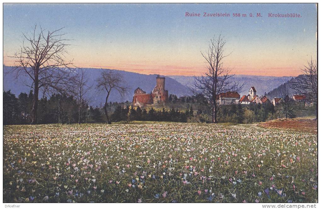 Zavelstein, Krs. Calw, Krokusblüte Und Ruine, Um 1910 - Calw