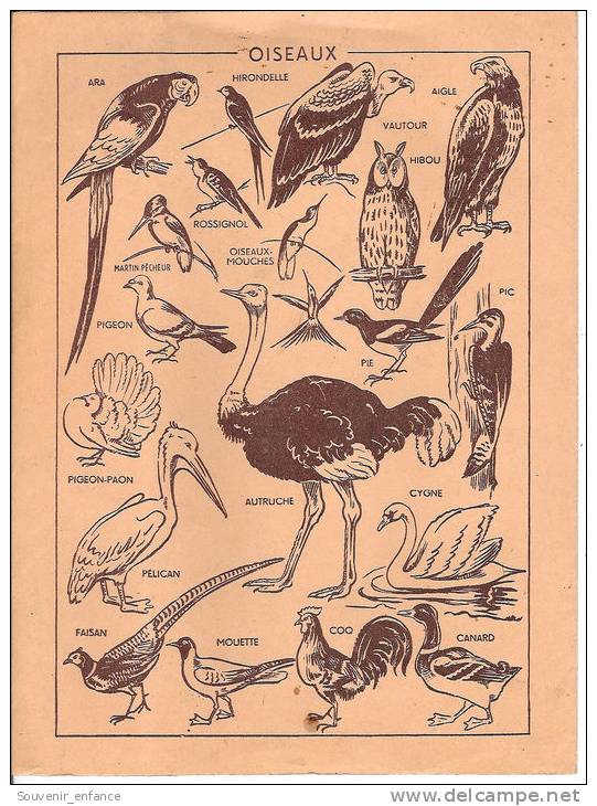 Protège Cahier Morvan  Chaussures  Caoutchouc Efgé Valenciennes Oiseaux - Protège-cahiers