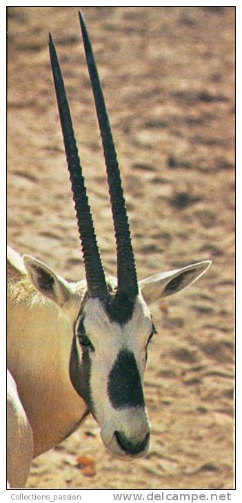 Fiche Illustrée , Animaux , 19 X 9 Cm , Merveilles Du Monde , NESTLE , L´oryx Gazelle , Frais : F=1.55€ - Dieren