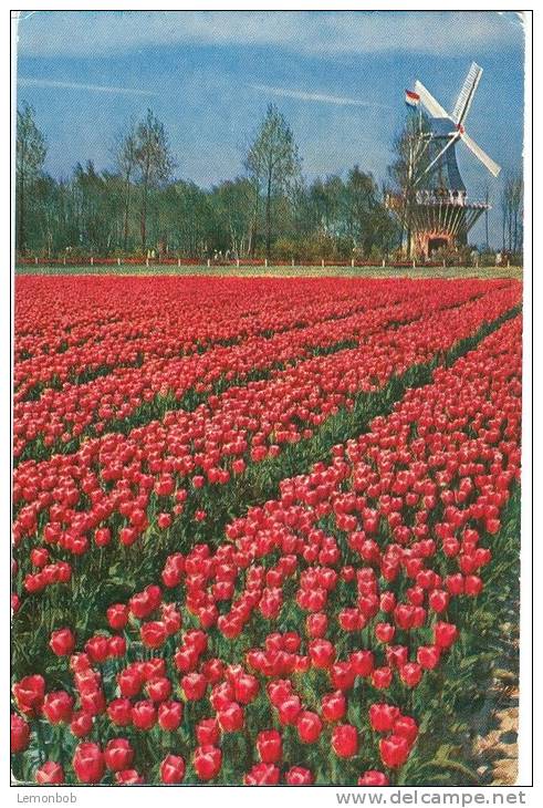 Holland, Netherlands, Keukenhof, Lisse-Holland, 1967 Used Postcard [P8943] - Lisse