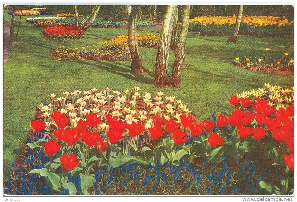 Holland, Netherlands, Keukenhof, Lisse-Holland, 1967 Used Postcard [P8945] - Lisse