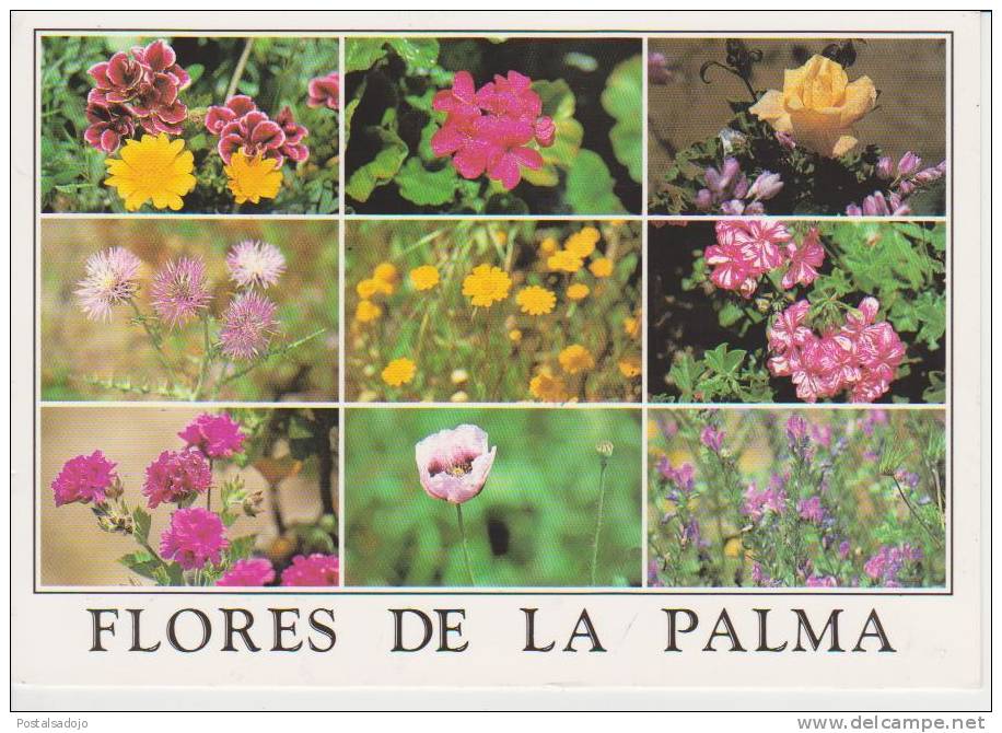 (AKR367) LA PALMA. FLORES. FLOWERS. FLEURS - La Palma