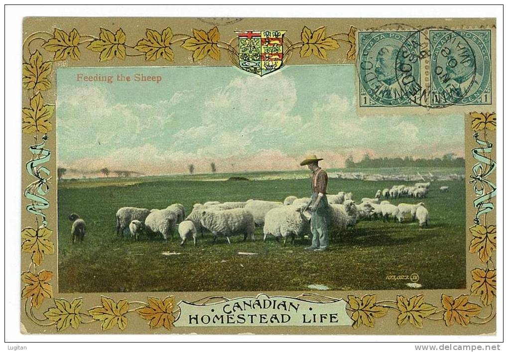 CARTOLINA - CANADIAN HOMESTEAD LIFE -  FEEDING THE SHEEP - VIAGGIATA  AFFRANCATA LATO VEDUTA - MINNEDOSA - Altri & Non Classificati