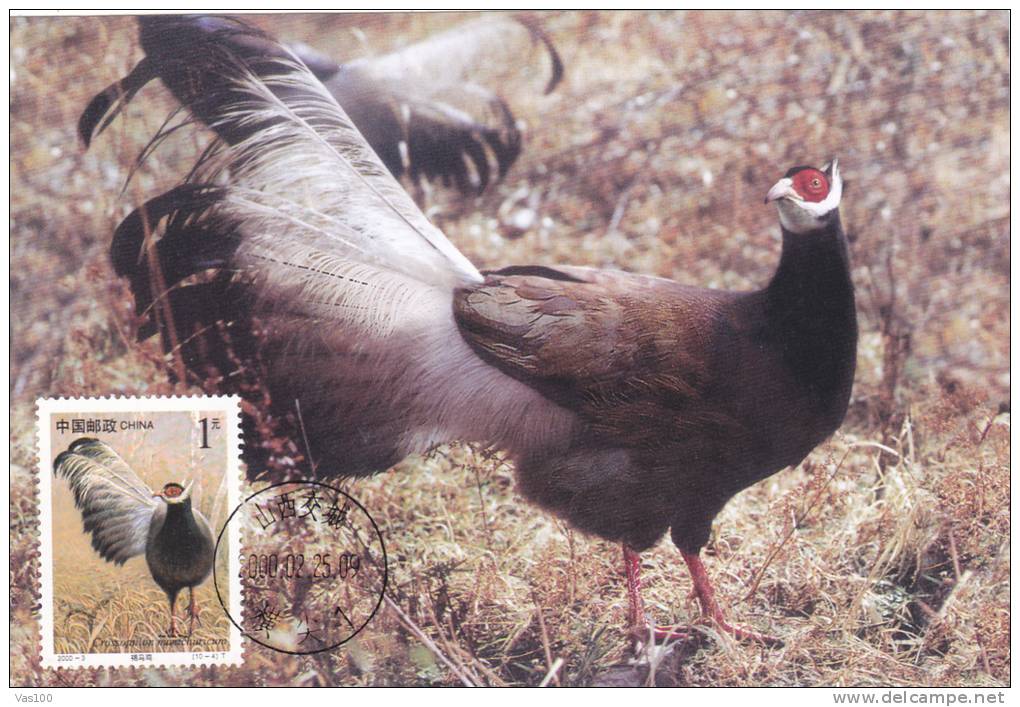 PHESANS, 2000, CM. MAXI CARD, CARTES MAXIMUM, CHINA - Hühnervögel & Fasanen