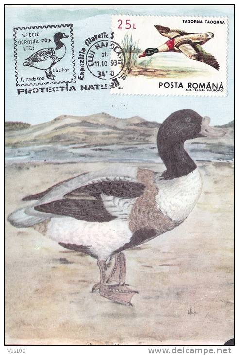 DUCKS, 1993, CM. MAXI CARD, CARTES MAXIMUM, ROMANIA - Cygnes