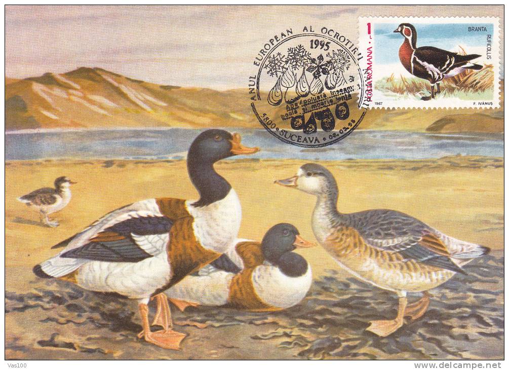 DUCKS, 1995, CM. MAXI CARD, CARTES MAXIMUM, ROMANIA - Swans