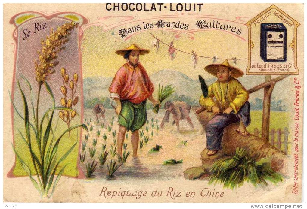 Dans Les Grandes Cultures - Le Riz  - Repiquage Du Riz En Chine - Métier : Agriculteur - Louit