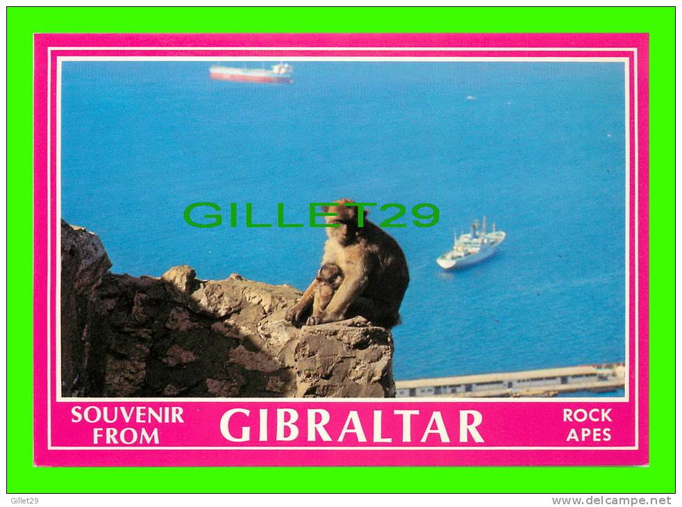 GIBRALTAR - GIBRALTAR ROCK APES - MONKEY & SHIPS - - Gibraltar