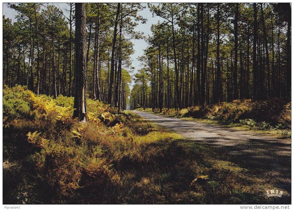 Cp , RÉGIONS , AQUITAINE , Dans Nos Forêts De Gascagne , La Pinède - Aquitaine