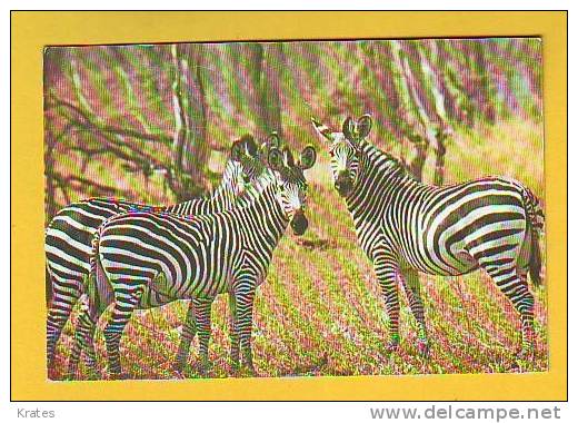 Postcard - Zebras, Zambia    (V 11962) - Zebras