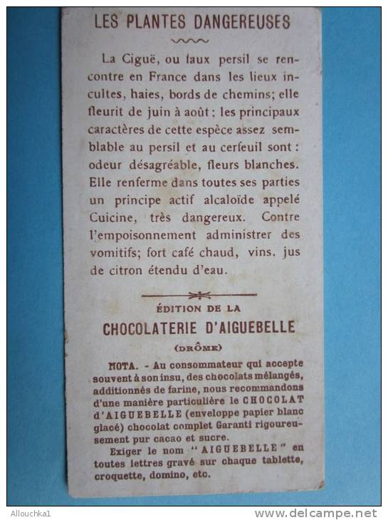 La Ciguë&mdash; Chocolat D'Aiguebelle Dans La Drôme &mdash; Chromo Image (la Ciguë Ou Faux Persil) - Aiguebelle