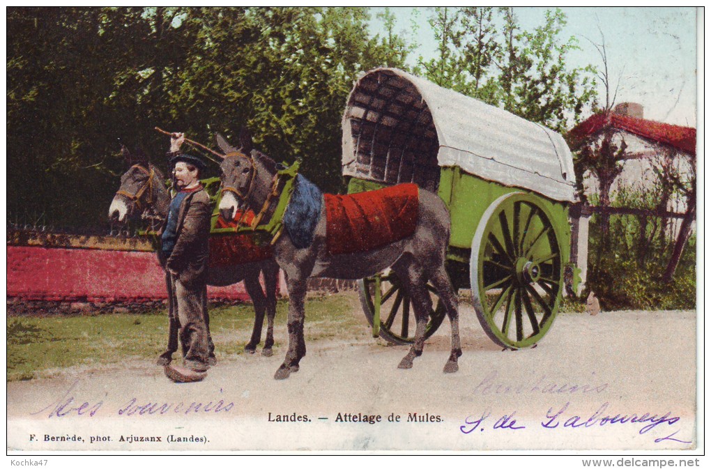 Landes (40) Attelage De Mules Cpa  1905 - Other & Unclassified