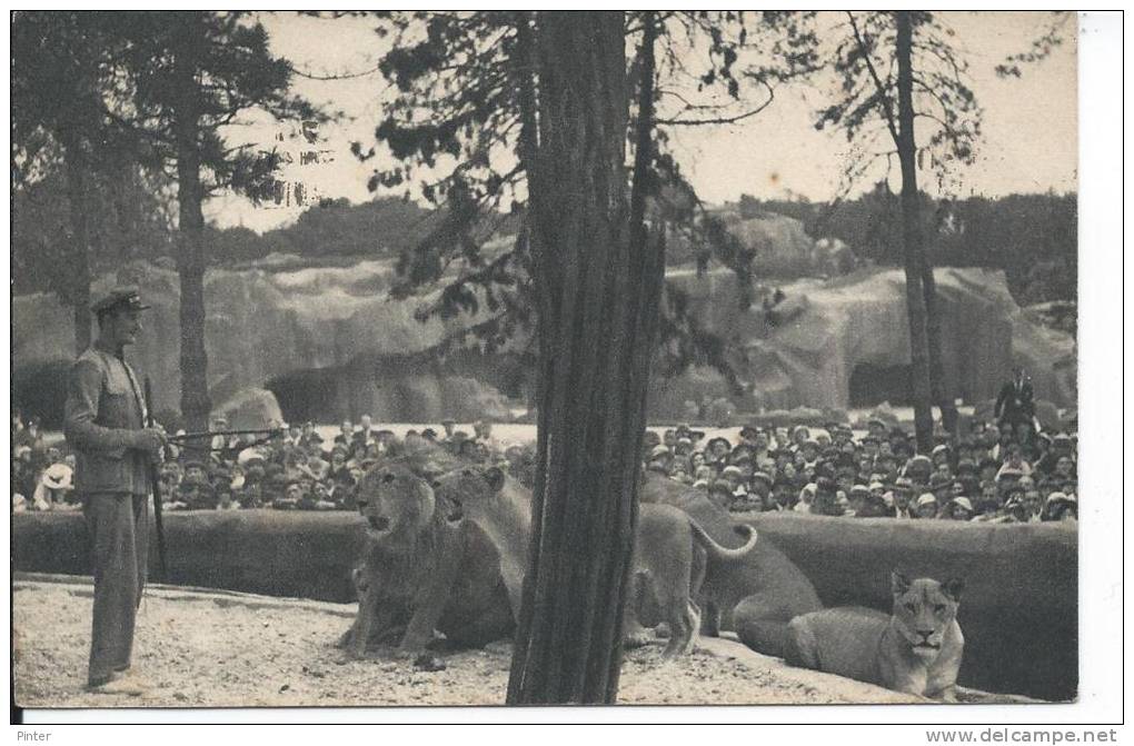 Le Travail Des LIONS Sur Leur Plateau - Parc Zoologique Du Bois De Vincennes - Lions