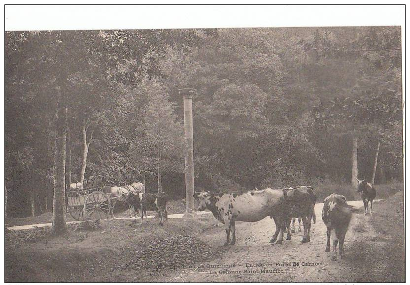 29 FORET De CARNOET Vers Quimperlé  Colonne St Maurice ATTELAGE Et  Troupeau De VACHES - Autres & Non Classés