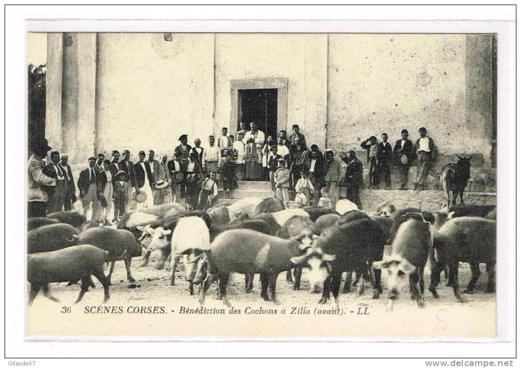 ZILIA (HAUTE CORSE) - CPA - BENEDICTION DES COCHONS - Autres & Non Classés